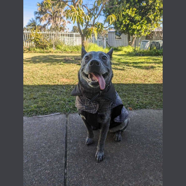 Photo of Trudy Blue   4 Year Old Cattle Dog