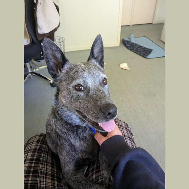 Photo of Trudy Blue   4 Year Old Cattle Dog