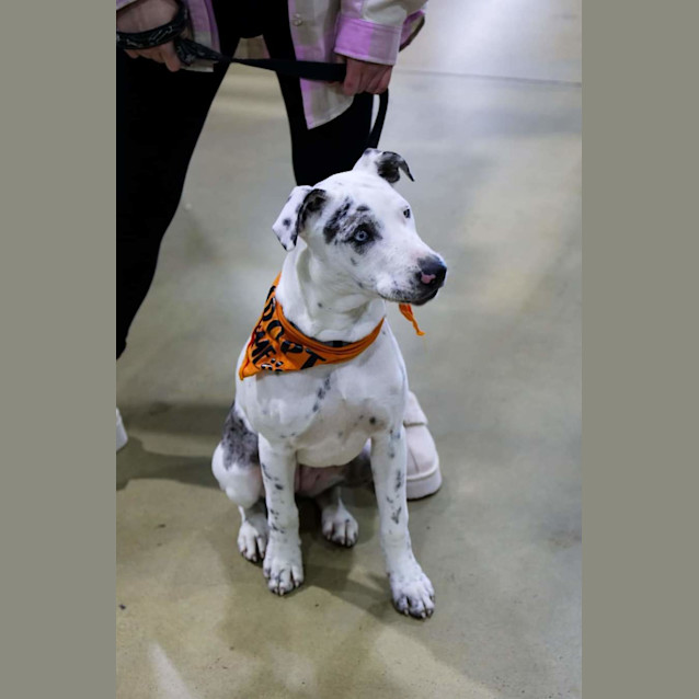Photo of Daisy
