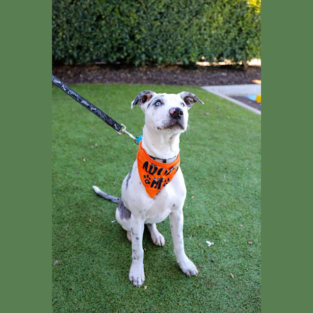 Photo of Daisy