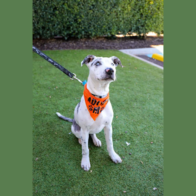 Photo of Daisy