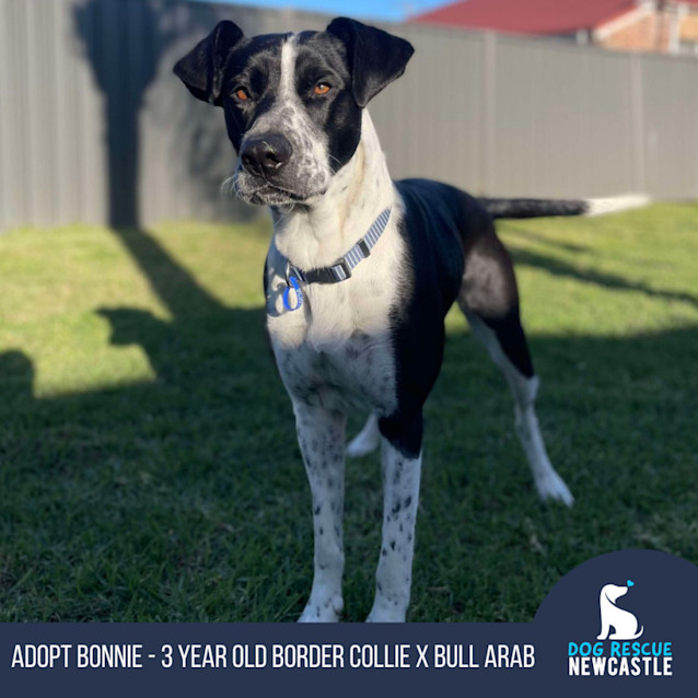 Photo of Bonnie   3 Year Old Border Collie X Bull Arab