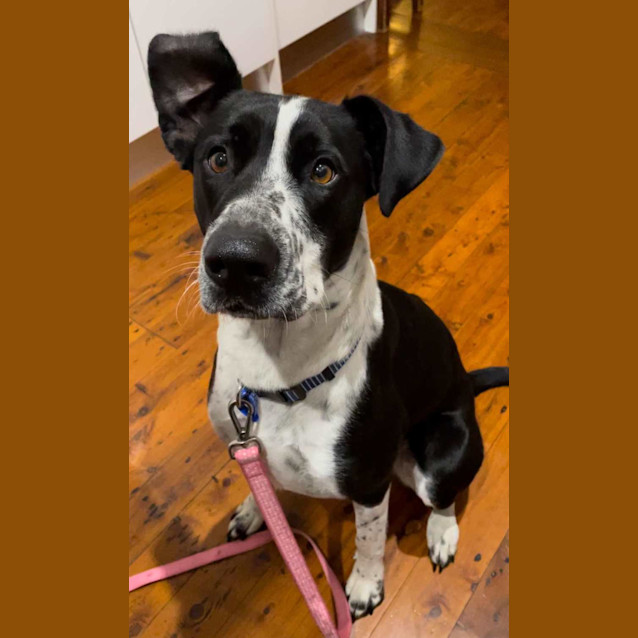 Photo of Bonnie   3 Year Old Border Collie X Bull Arab