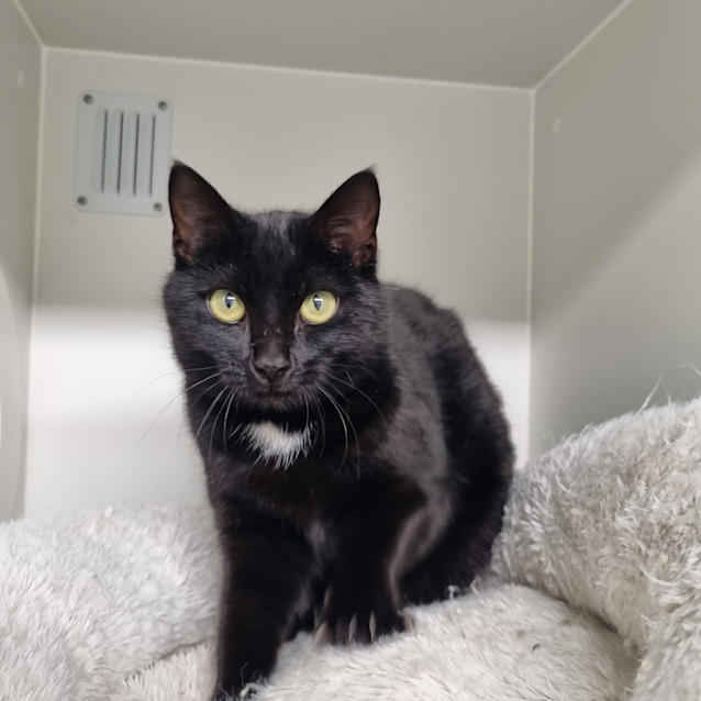 Photo of Nibbler