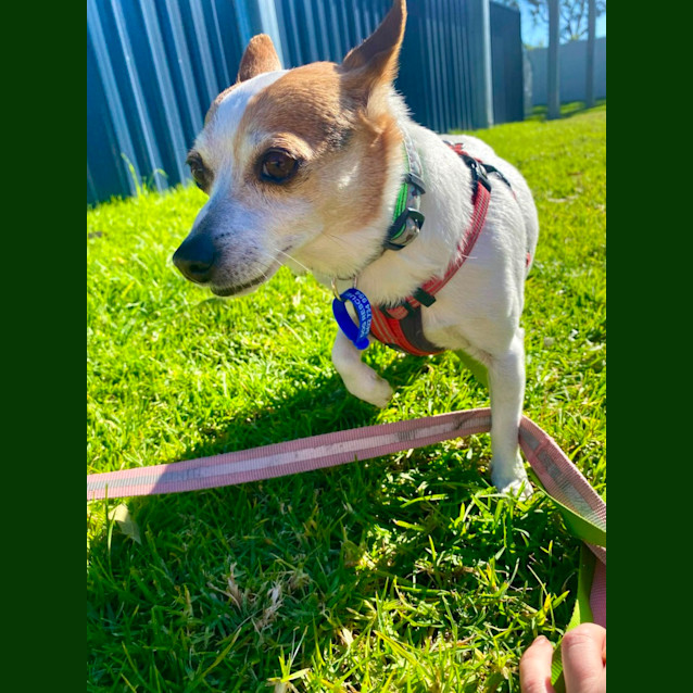 Photo of Jasper & Jazz   9 Year Old Jack Russell X (Hold)