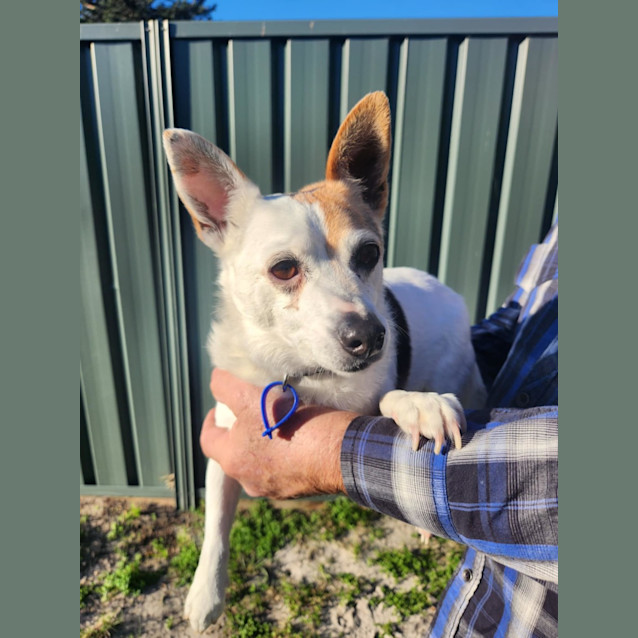 Photo of Jasper & Jazz   9 Year Old Jack Russell X (Hold)