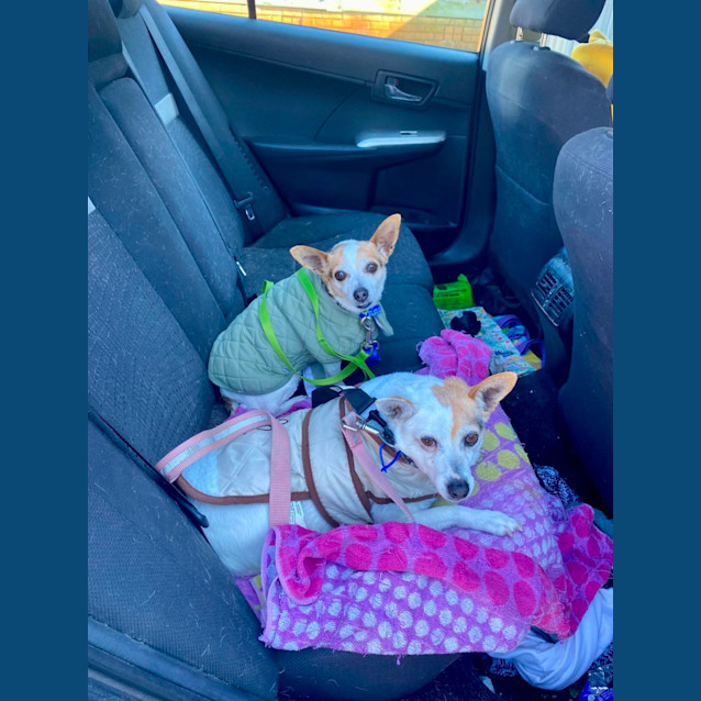 Photo of Jasper & Jazz   9 Year Old Jack Russell X (Hold)