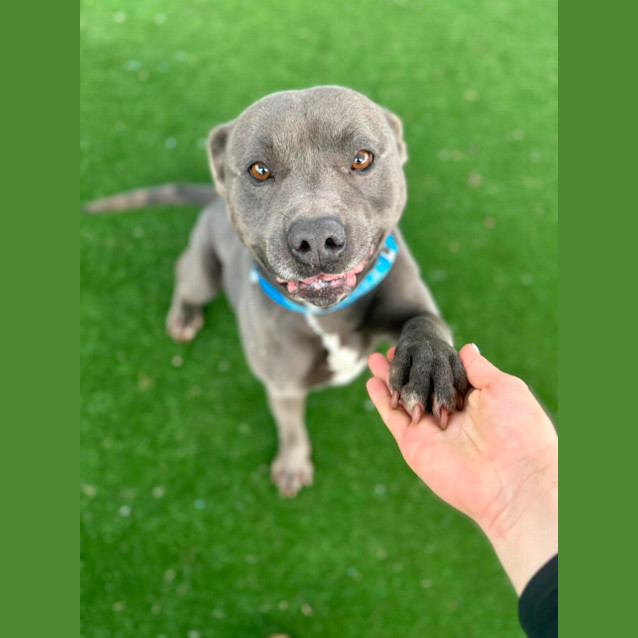 Photo of Watson Imp 1017