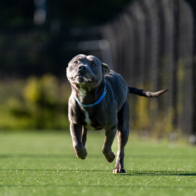 Photo of Watson Imp 1017