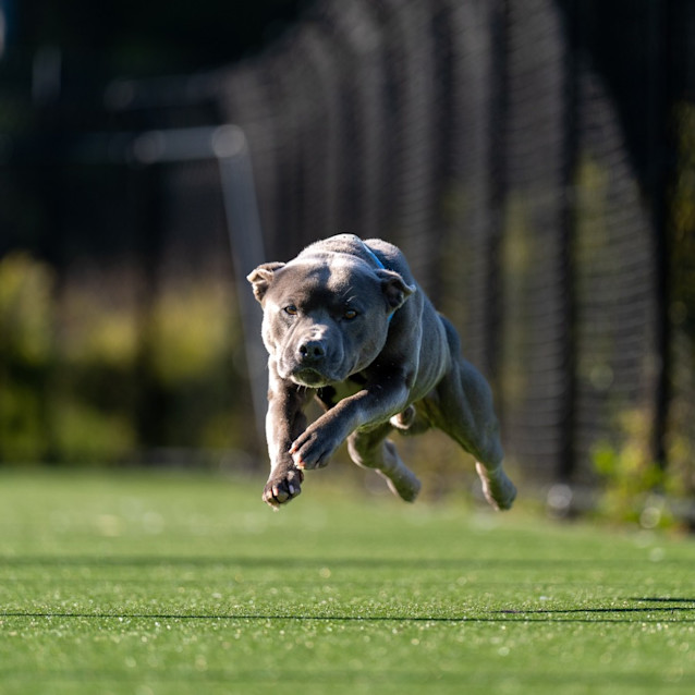 Photo of Watson Imp 1017