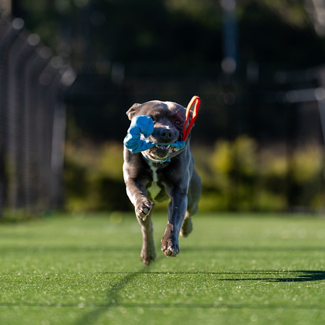 Photo of Watson Imp 1017