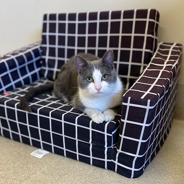 Photo of Graycie