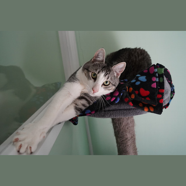 Photo of Arlo