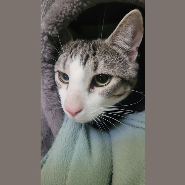 Photo of Arlo