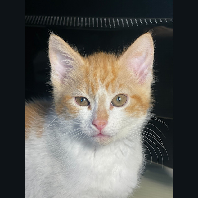 Photo of Dahlia