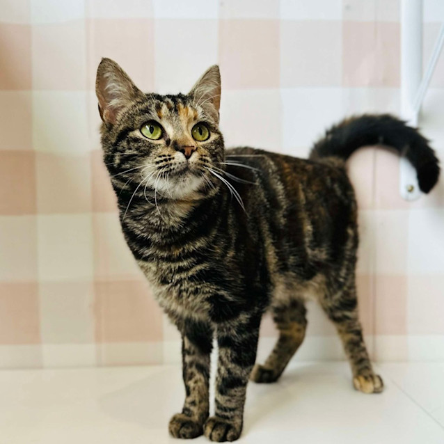 Photo of Pearl   Located In Preston