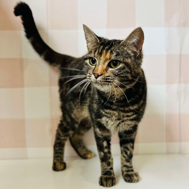 Photo of Pearl   Located In Preston