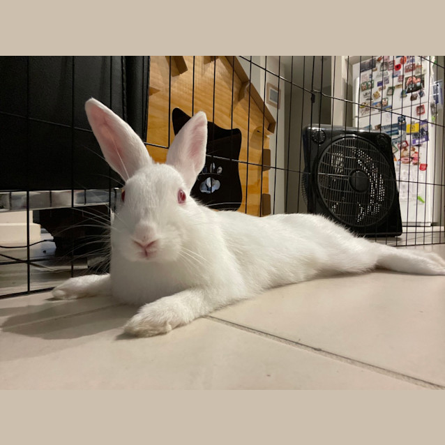 Photo of Princess Bubblegum