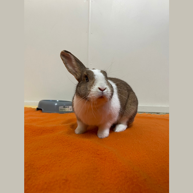 Photo of Rabbity