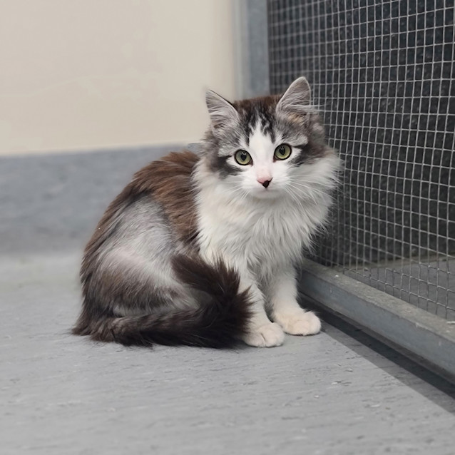 Photo of Chai