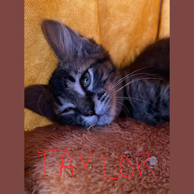 Photo of Taylor