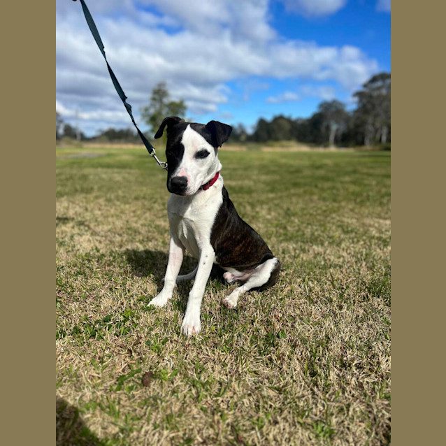 Photo of Chevy