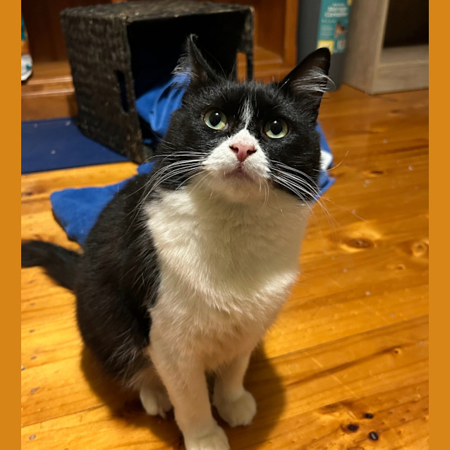 Photo of Dolly