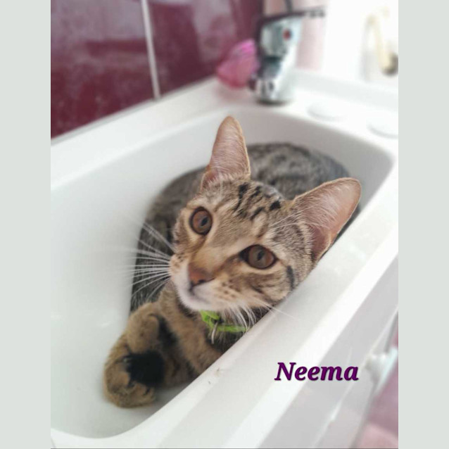 Photo of Neema 