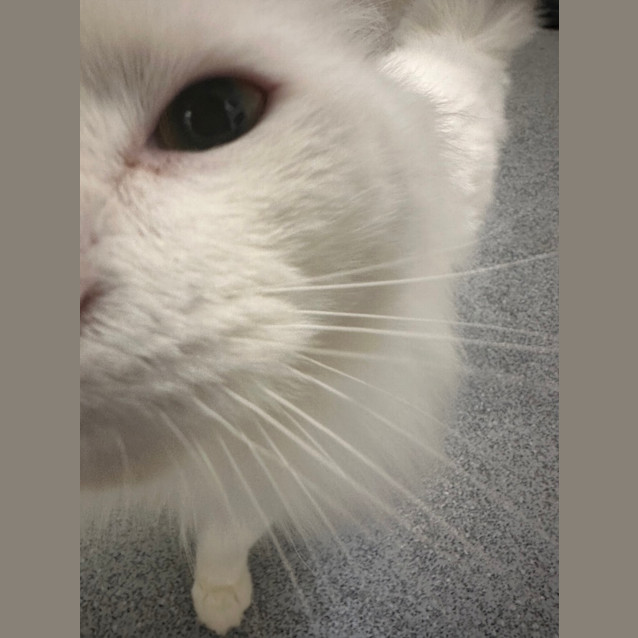 Photo of Buttermelt 