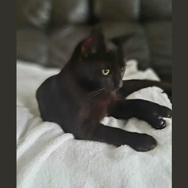 Photo of Cupcake