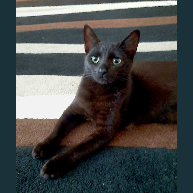 Photo of Cupcake