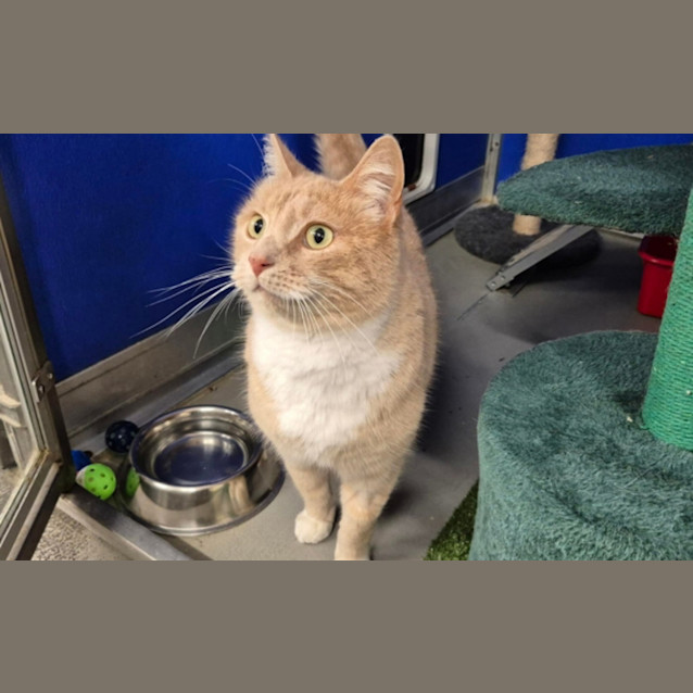 Photo of Mr Gingerbread Man