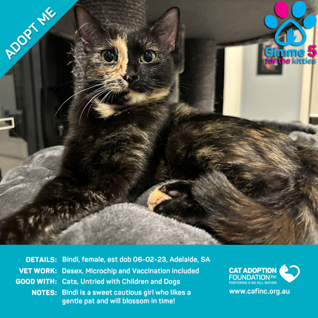 Photo of Bindi Just $39 Limited Time!