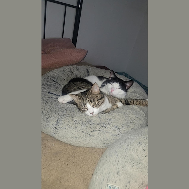 Photo of Chase Meet Me@Petstock Keysborough 