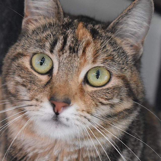 Photo of Topaz   Fostered In Perth