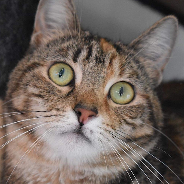 Photo of Topaz   Fostered In Perth