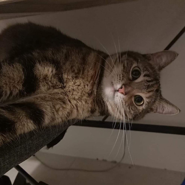 Photo of Topaz   Fostered In Perth