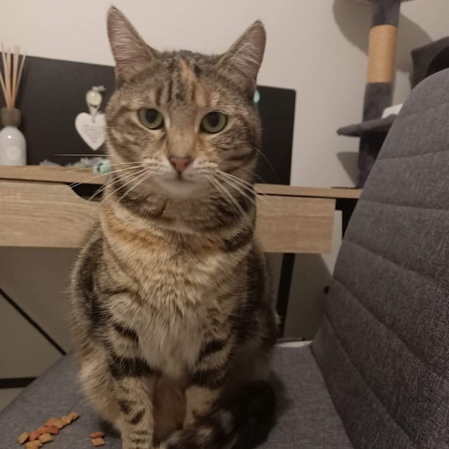 Photo of Topaz   Fostered In Perth