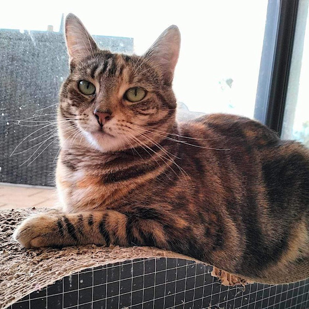 Photo of Topaz   Fostered In Perth