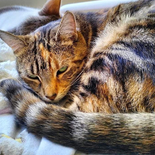 Photo of Topaz   Fostered In Perth