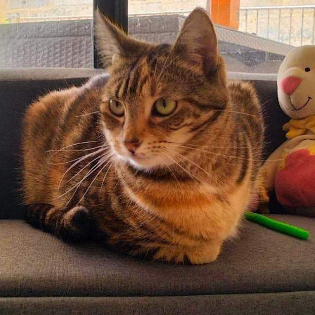 Photo of Topaz   Fostered In Perth