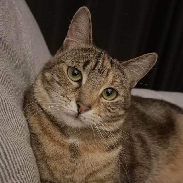 Photo of Topaz   Fostered In Perth