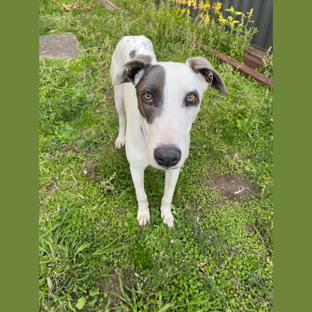 Photo of Lizzie *$150 Adoption Fee*