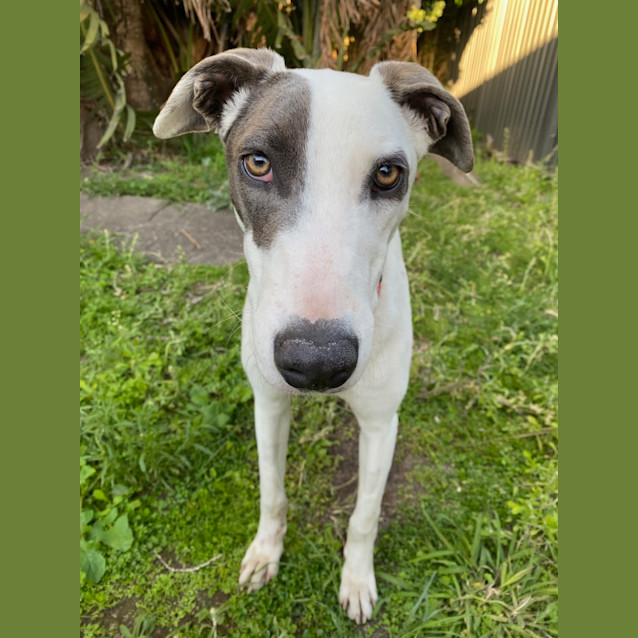 Photo of Lizzie *$150 Adoption Fee*