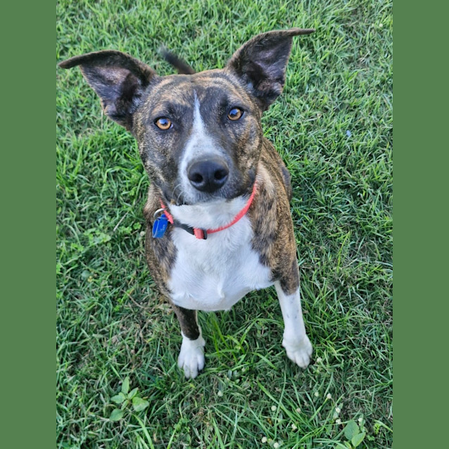 Photo of Josie *$150 Adoption Fee*