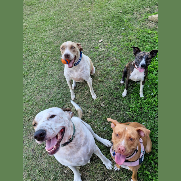 Photo of Josie *$150 Adoption Fee*