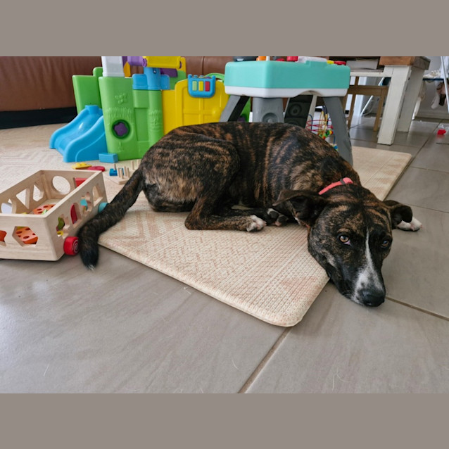 Photo of Josie *$150 Adoption Fee*