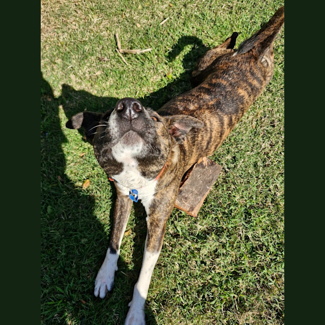 Photo of Josie *$150 Adoption Fee*