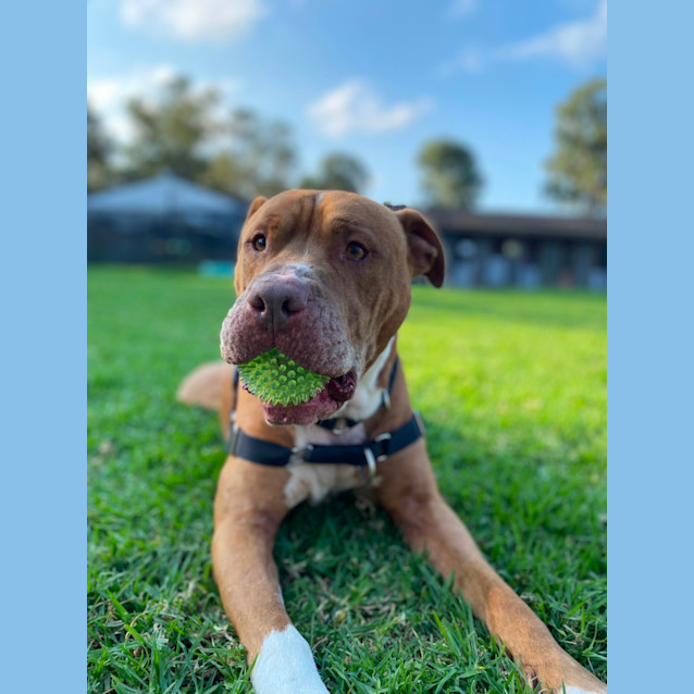 Photo of Colonel  Reduced Adoption Fee