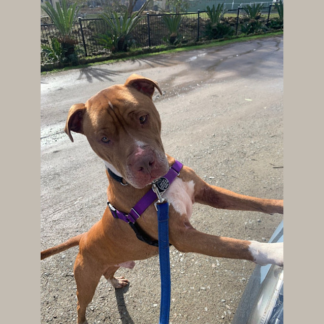 Photo of Colonel  Reduced Adoption Fee